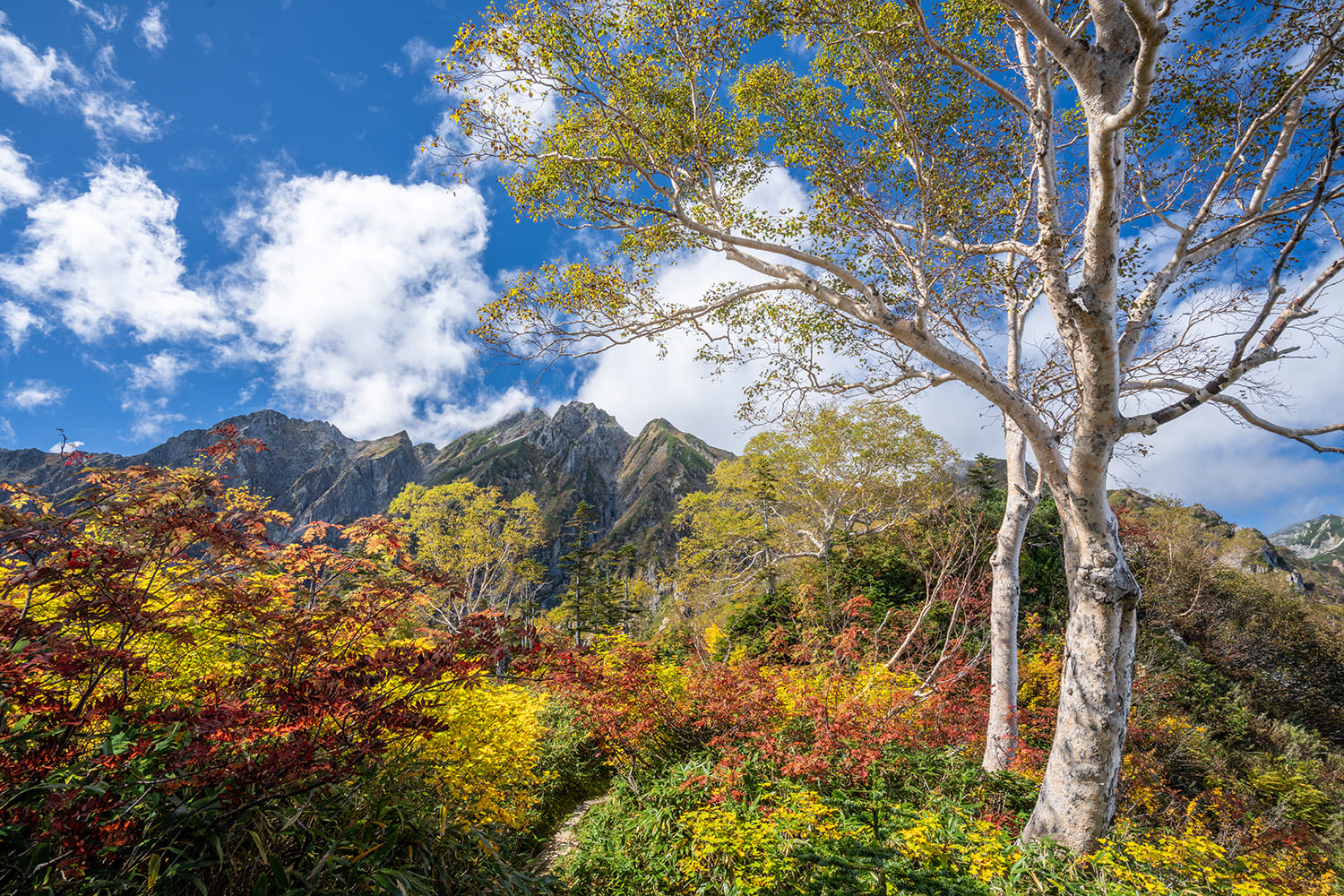 Hakuba Village / Goryu Alpine Botanical Garden