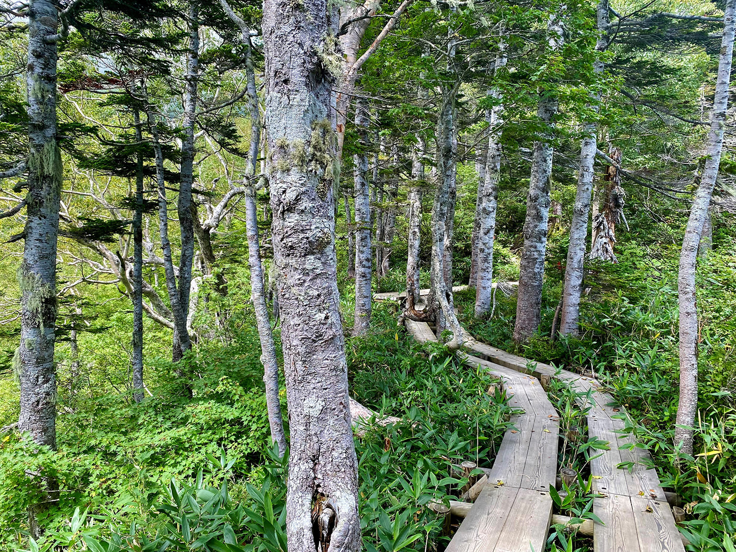 Otari Village / Tsugaike Nature Park