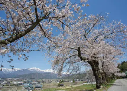 大町 春らんまん山田町