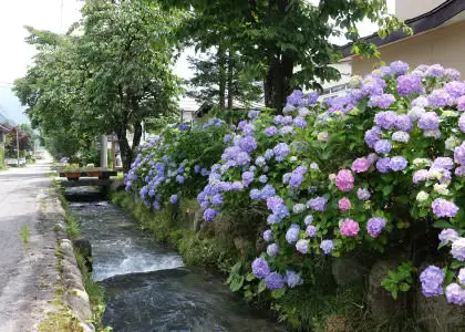 白馬 新田紫陽花の道しるべ